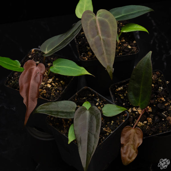 Anthurium Dark & Handsome '9' x Dark & Handsome '9' by DocBlock® *Grower's Choice*