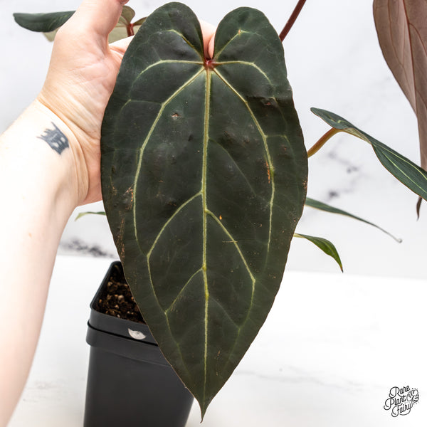 Anthurium Dark and Handsome '9' x Dark and Handsome '9' by DocBlock® (wk46-H)