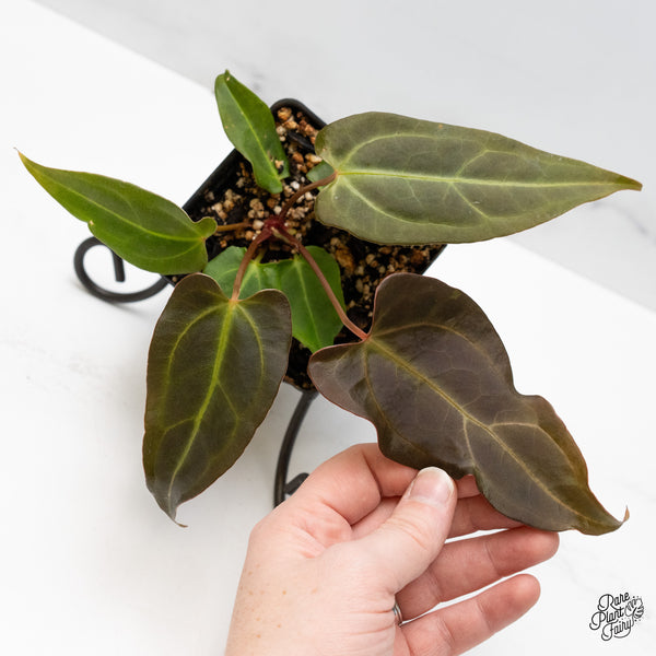 Anthurium Dark and Handsome '9' x Dark and Handsome '9' by DocBlock® (wk51-M)