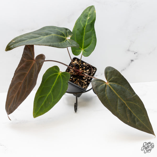 Anthurium Dark and Handsome '9' x Dark and Handsome '9' by DocBlock® (wk51-S)