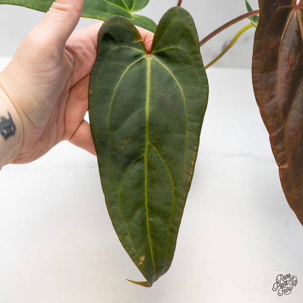 Anthurium Dark and Handsome '9' x Dark and Handsome '9' by DocBlock® (wk51-S)