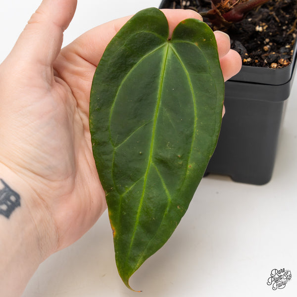 Anthurium Dark and Handsome '9' x Dark and Handsome '9' by DocBlock® (wk51-W)