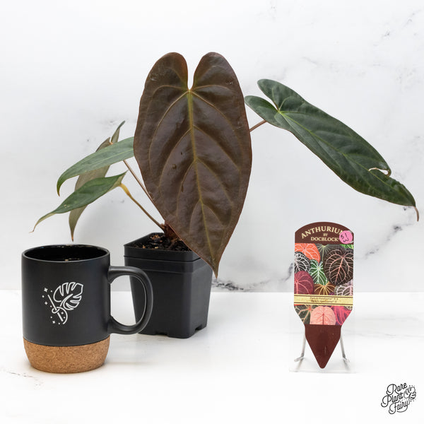 Anthurium Dark and Handsome '9' x Dark and Handsome '9' by DocBlock® (wk51-W)