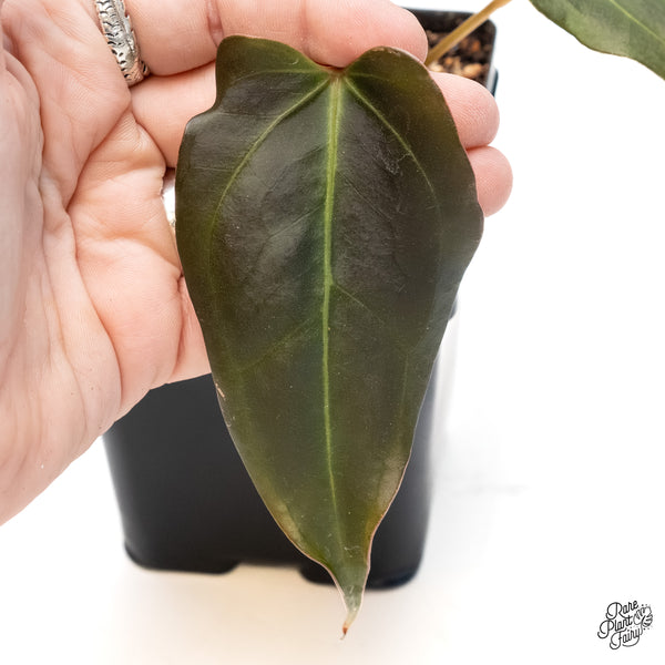 Anthurium Dark and Handsome '9' x Dark and Handsome '9' by DocBlock® (wk6-T)