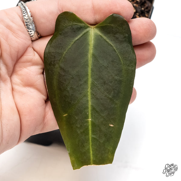 Anthurium Dark and Handsome '9' x Dark and Handsome '9' by DocBlock® (wk6-T)