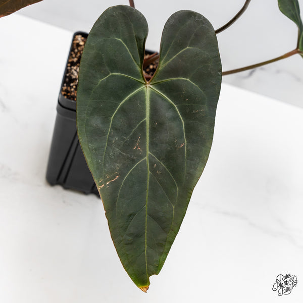 Anthurium Dark and Handsome '9' x Red Velvet Cake '24' by DocBlock® (wk51-Q)