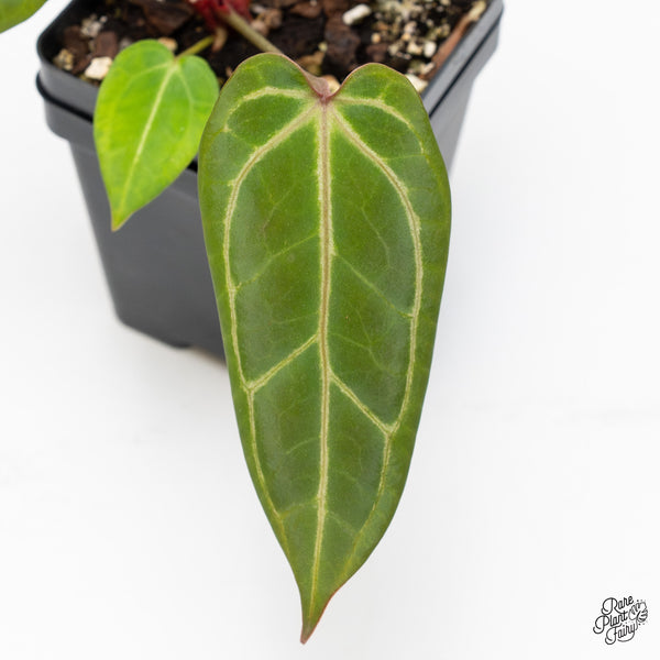 Anthurium Dark & Handsome '9' x Zara '14' by DocBlock® (wk50-K)