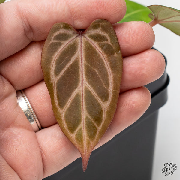 Anthurium Dark & Handsome '9' x Zara '14' by DocBlock® (wk50-K)