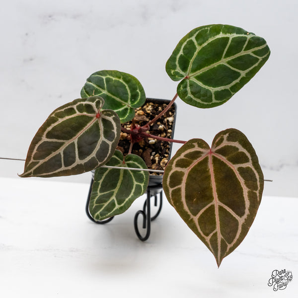 Anthurium Crystal Red '12' x Zara '14' by DocBlock® (wk46-L)