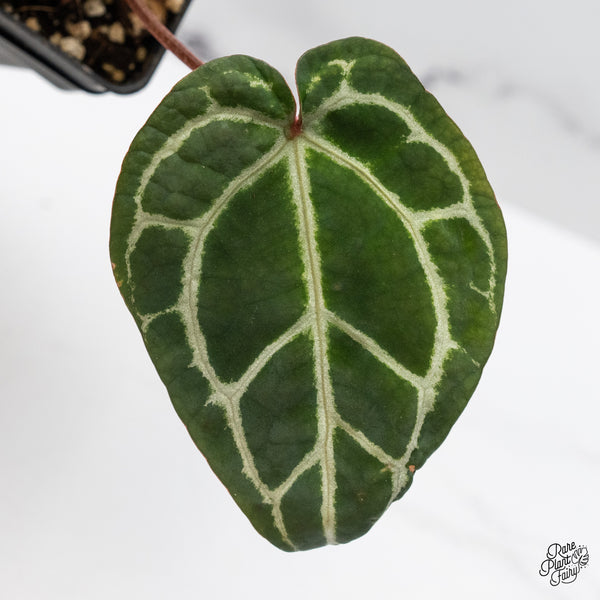 Anthurium Crystal Red '12' x Zara '14' by DocBlock® (wk46-L)