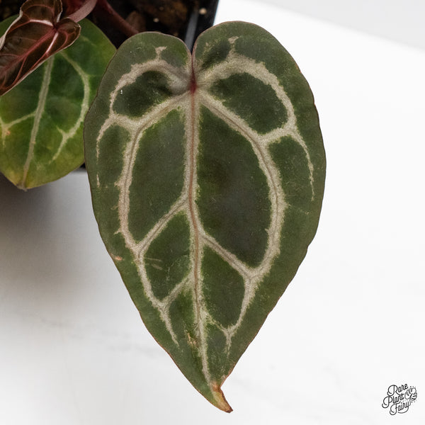 Anthurium Crystal Red '12' x Zara '14' by DocBlock® (wk48-S)