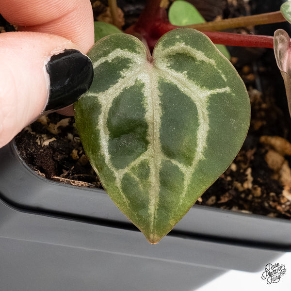 Anthurium Michelle '29' x Zara '28' by DocBlock® (wk5-Z)