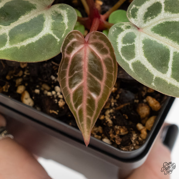 Anthurium Michelle '29' x Zara '28' by DocBlock® (wk5-Z)