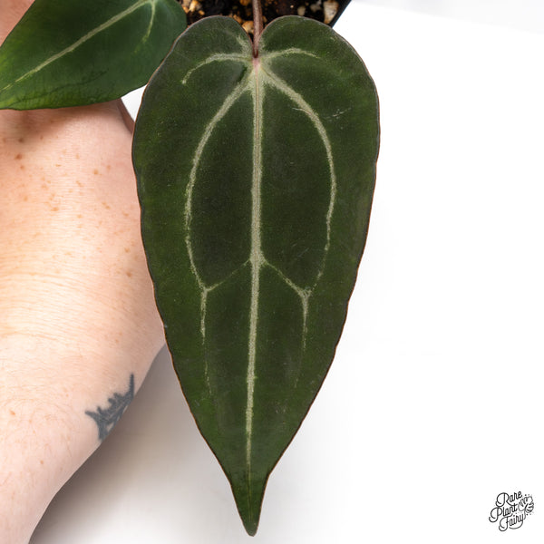 Anthurium Minerva '20' x Dark & Handsome '9' by DocBlock® (wk45-O)