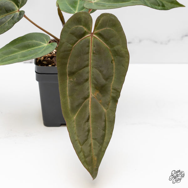 Anthurium Minerva '20' x Dark & Handsome '9' by DocBlock® (wk52-R)