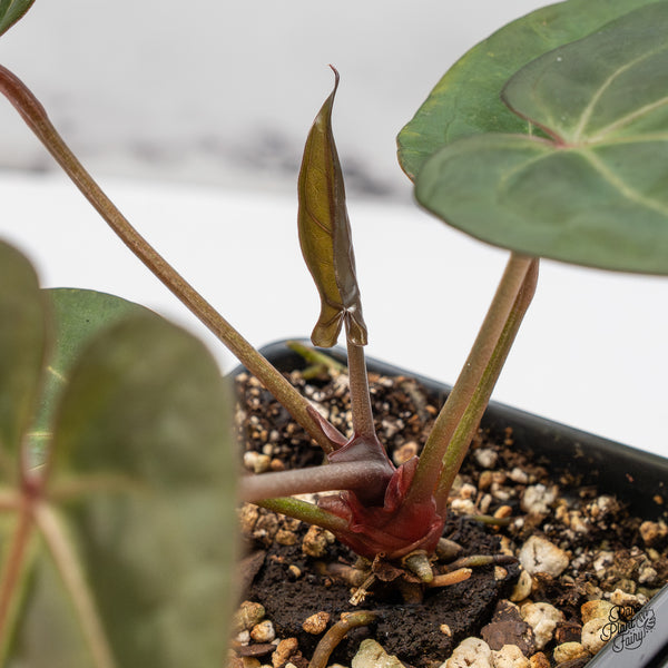 Anthurium Minerva '20' x Dark & Handsome '9' by DocBlock® (wk52-R)