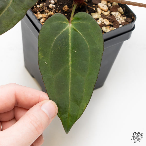 Anthurium Minerva '20' x Dark & Handsome '9' by DocBlock® (wk52-R)