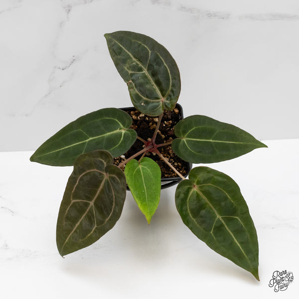 Anthurium Minerva '20' x Dark & Handsome '9' by DocBlock® (wk1-O) *Overlapping Sinus*