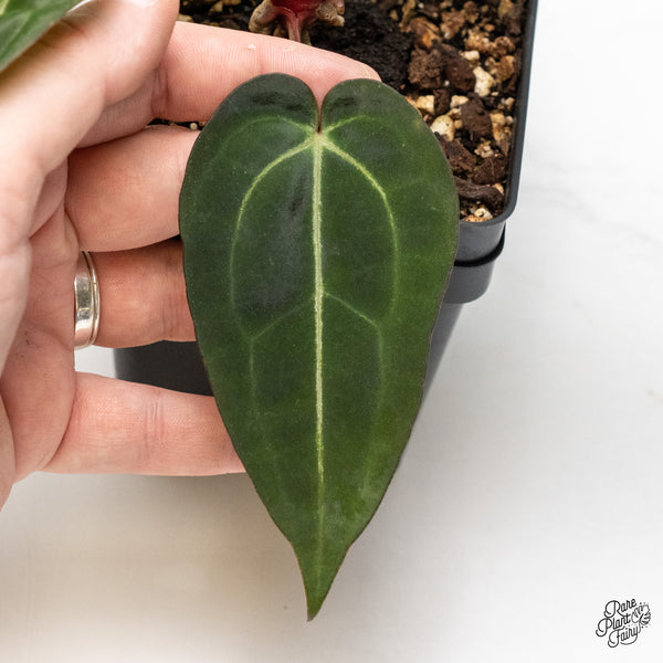 Anthurium Minerva '20' x Dark & Handsome '9' by DocBlock® (wk1-O) *Overlapping Sinus*