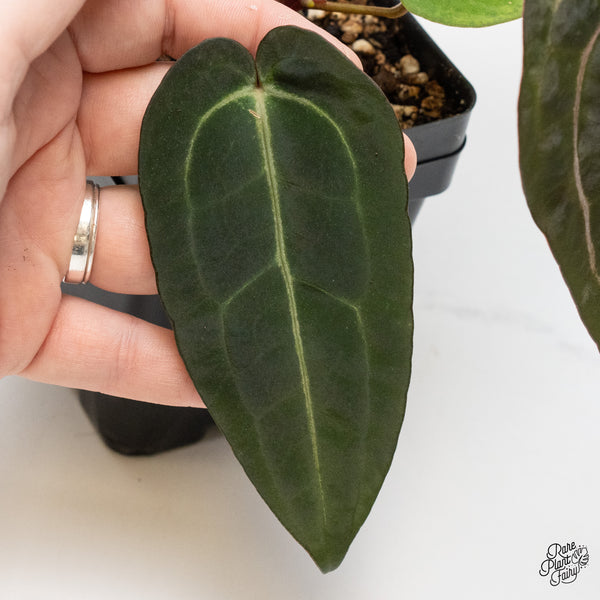 Anthurium Minerva '20' x Dark & Handsome '9' by DocBlock® (wk1-O) *Overlapping Sinus*