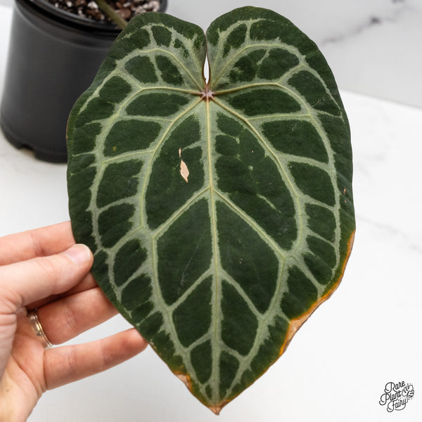 Anthurium Zara '14' x Home, Sweet Home '32' by DocBlock® (wk50-T)