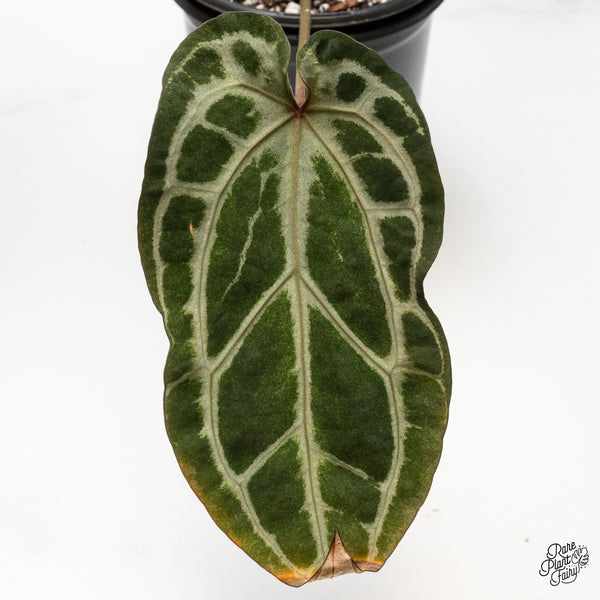 Anthurium Zara '14' x Home, Sweet Home '32' by DocBlock® (wk50-T)
