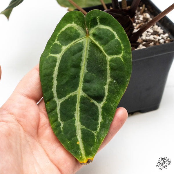 Anthurium Zara '29' x Zara '3' by DocBlock® (wk45-B)