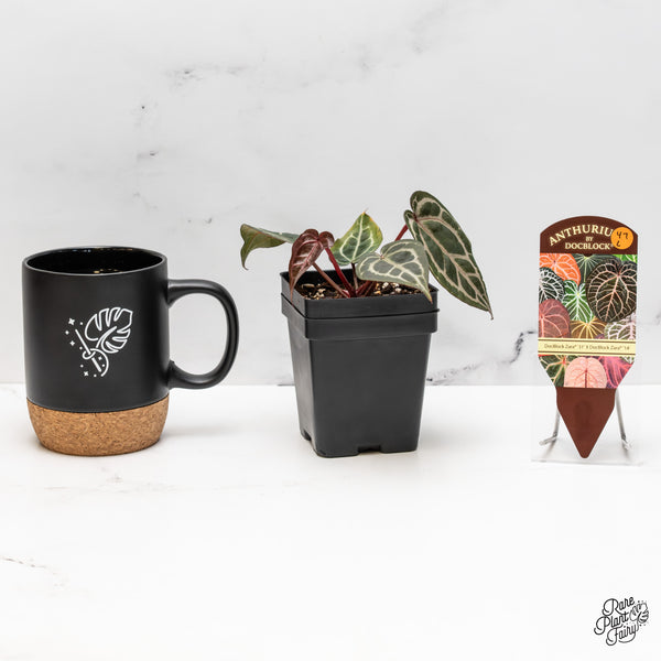 Anthurium Zara '31' x Zara '14' by DocBlock® (wk47-L)