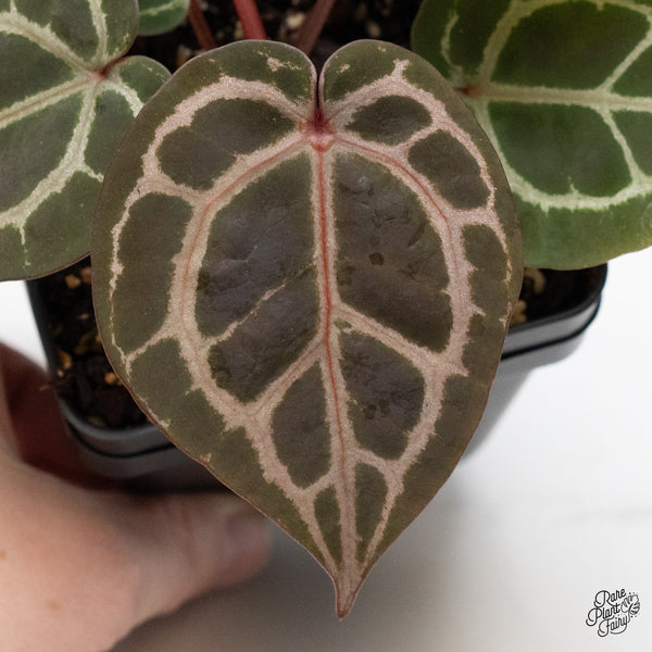 Anthurium Zara '31' x Zara '14' by DocBlock® (wk48-B)