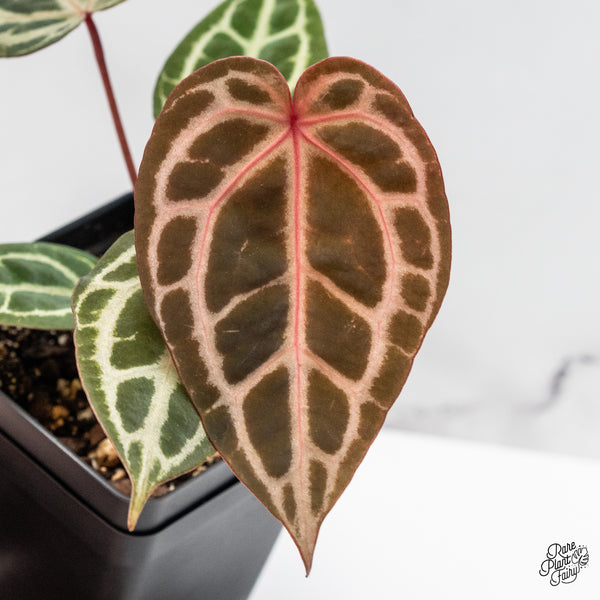 Anthurium Zara '31' x Zara '14' by DocBlock® (wk50-V)