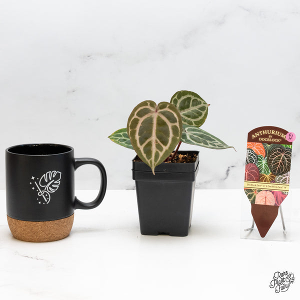 Anthurium Zara '31' x Zara '14' by DocBlock® (wk51-H)