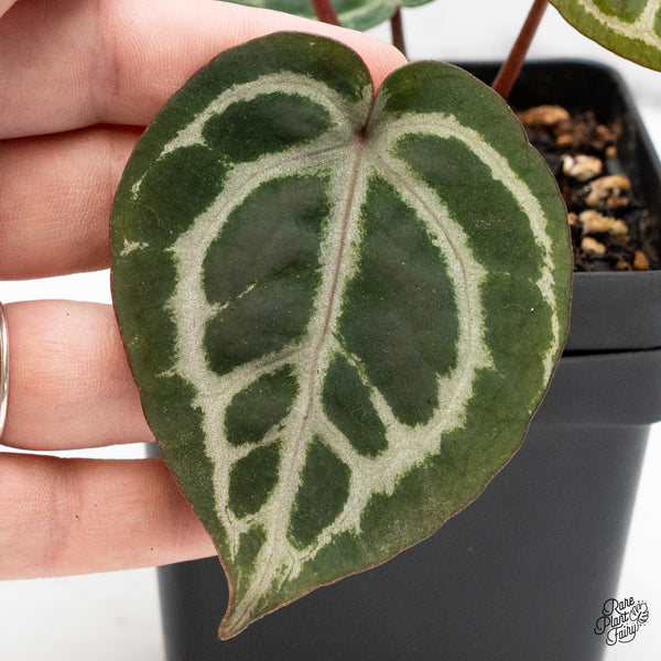 Anthurium Zara '31' x Zara '14' by DocBlock® (wk51-H)