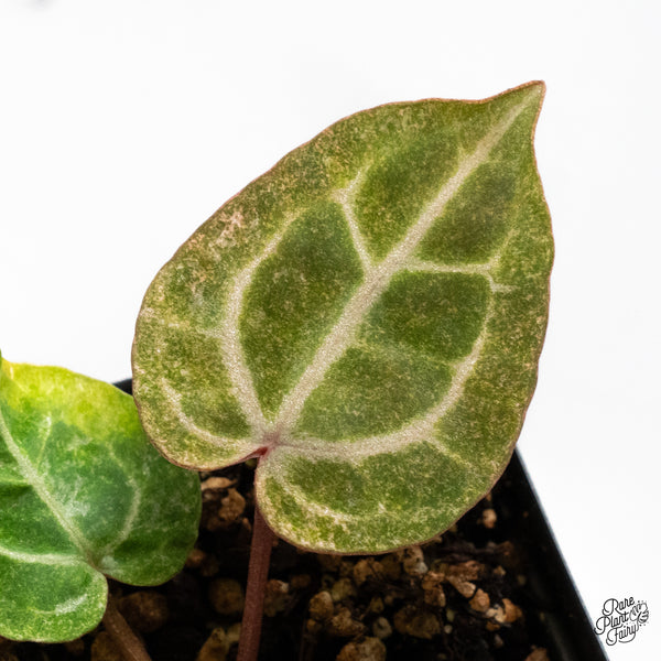 Anthurium Zara '31' x Zara '14' by DocBlock® Variegated (wk51-UC)