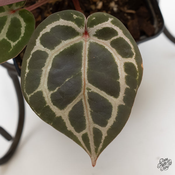 Anthurium Zara '31' x Zara '14' by DocBlock® (wk5-K)