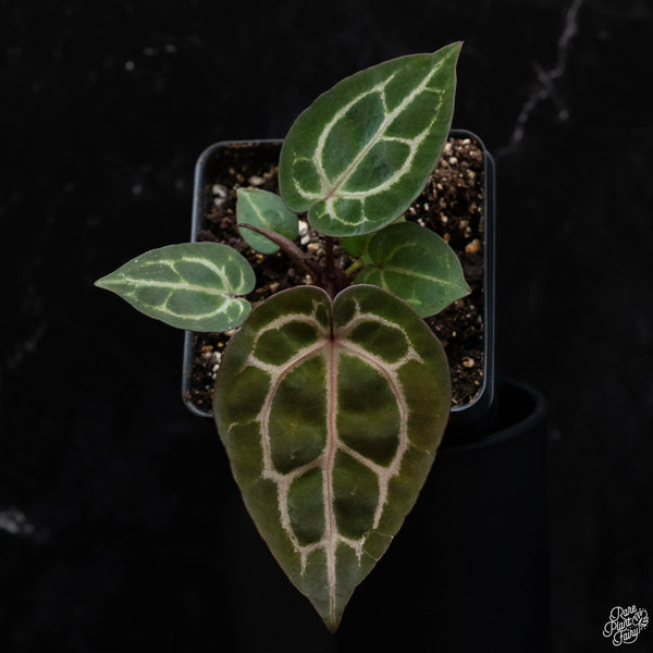 Anthurium Zara '33' x Zara '29' by DocBlock ® *Grower's Choice*