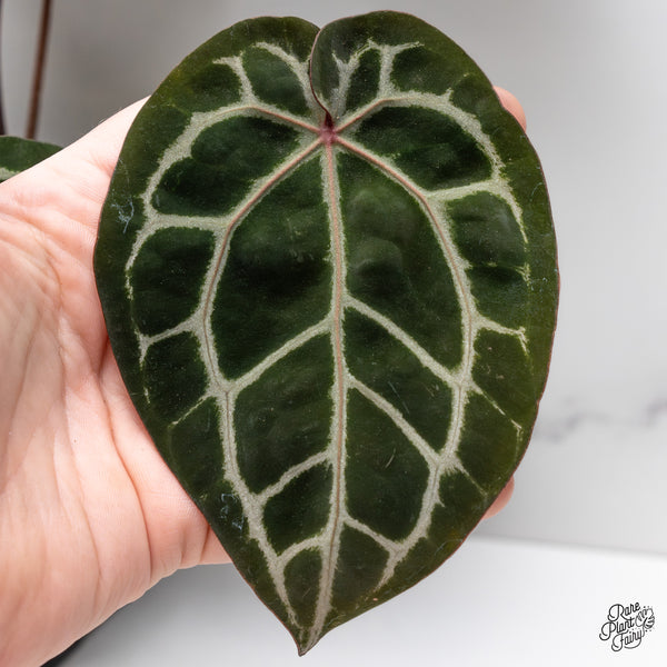 Anthurium Zara '33' x Zara '29' by DocBlock® (wk45-V)