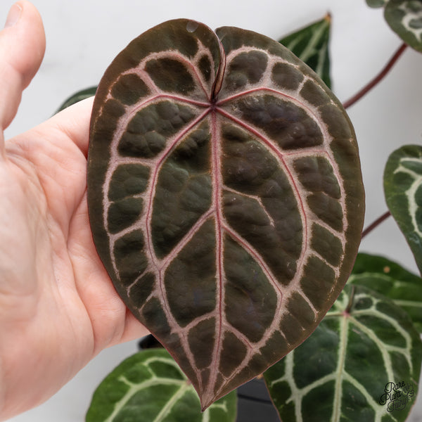 Anthurium Zara '33' x Zara '29' by DocBlock® (wk45-V)