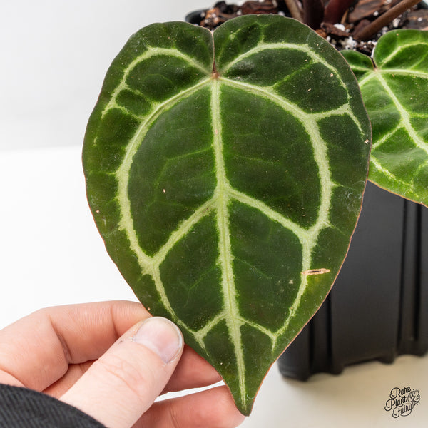 Anthurium Zara '33' x Zara '29' by DocBlock® (wk46-F)