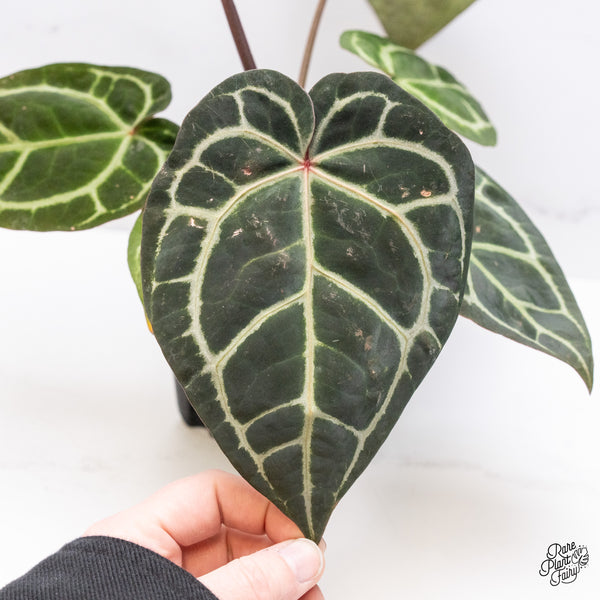 Anthurium Zara '33' x Zara '29' by DocBlock® (wk46-F)