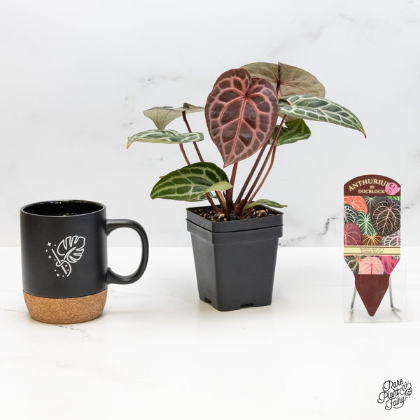 Anthurium Zara '33' x Zara '29' by DocBlock® (wk51-D)