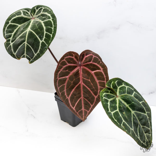 Anthurium Zara '33' x Home, Sweet Home '32' by DocBlock® (wk45-H) *Purple Vein Emergent*