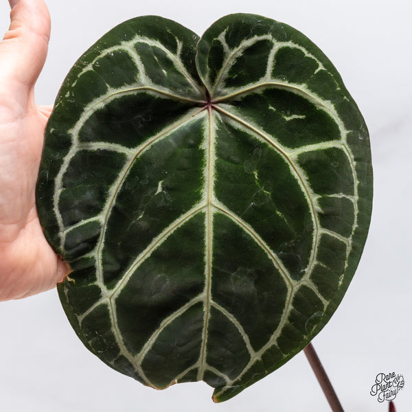 Anthurium Zara '33' x Home, Sweet Home '32' by DocBlock® (wk45-H) *Purple Vein Emergent*