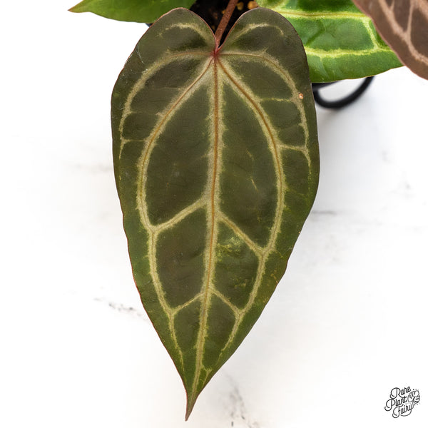 Anthurium Home, Sweet Home '32' x Dark & Handsome '9' by DocBlock® (wk45-K)