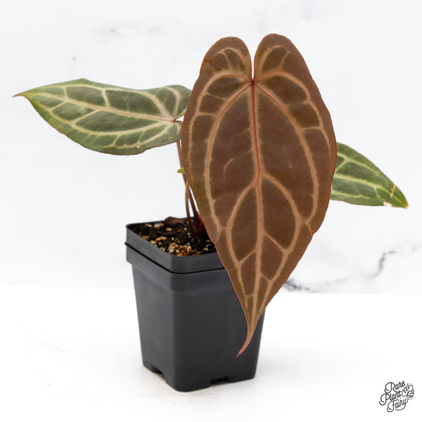 Anthurium Home, Sweet Home '32' x Dark & Handsome '9' by DocBlock® (wk45-K)