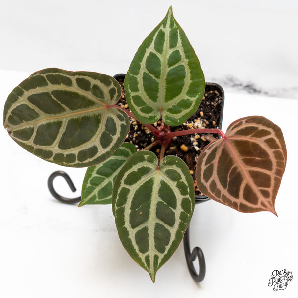 Anthurium Home, Sweet Home '32' x Dark & Handsome '9' by DocBlock® (wk51-F)