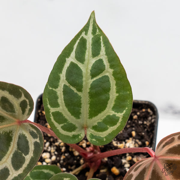 Anthurium Home, Sweet Home '32' x Dark & Handsome '9' by DocBlock® (wk51-F)