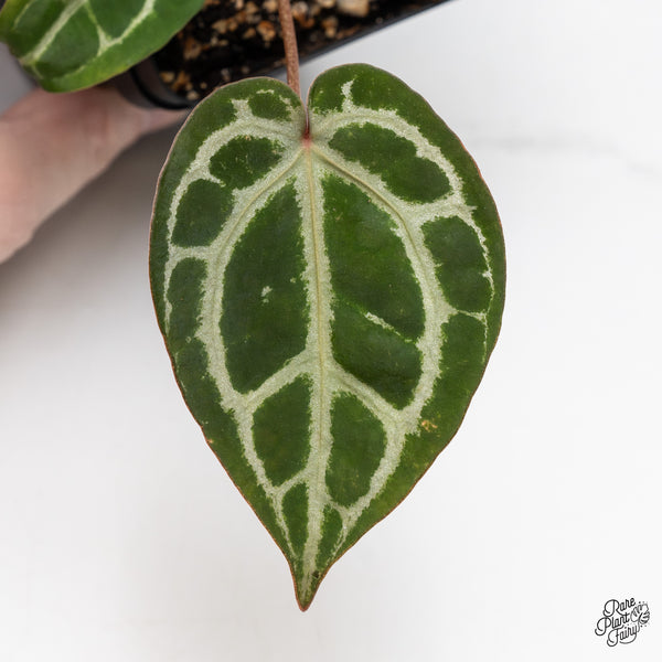 Anthurium Home, Sweet Home '32' x Dark & Handsome '9' by DocBlock® (wk51-U)