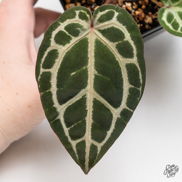 Anthurium Home, Sweet Home '32' x Dark & Handsome '9' by DocBlock® (wk51-U)