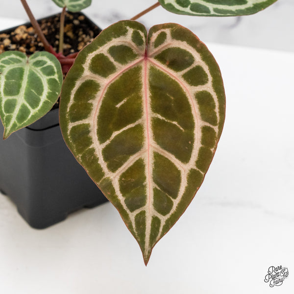 Anthurium Home, Sweet Home '32' x Dark & Handsome '9' by DocBlock® (wk51-U)