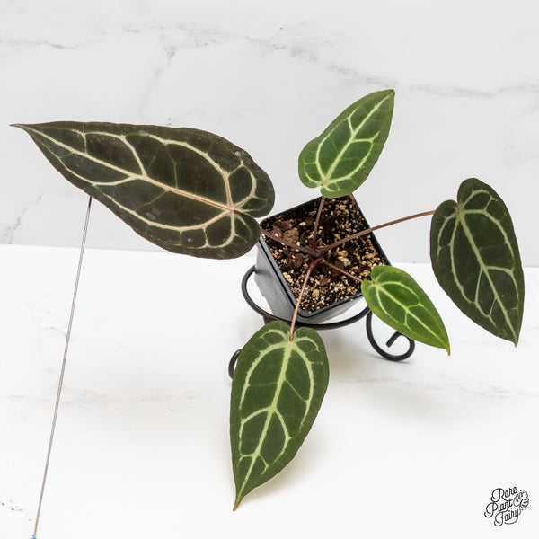 Anthurium Home, Sweet Home '32' x Dark & Handsome '9' by DocBlock® (wk1-Z)